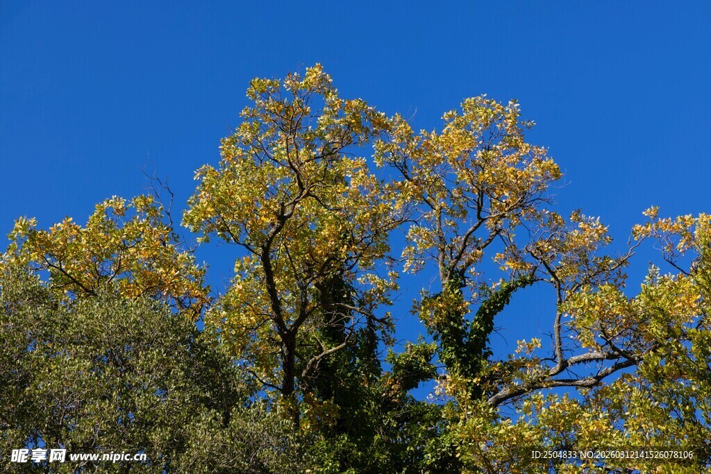 蓝天映衬下的葱郁树木
