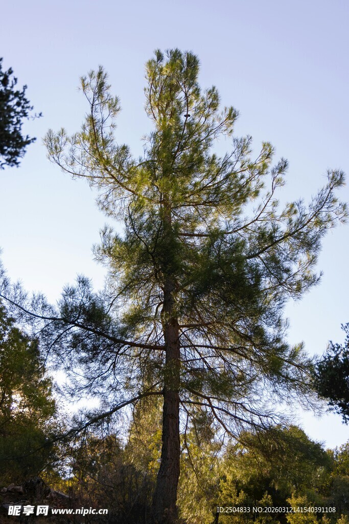 挺拔松树于林间