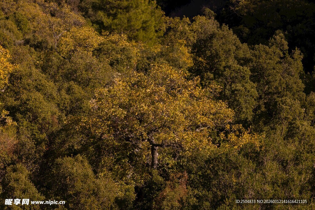 秋日山林斑斓景致