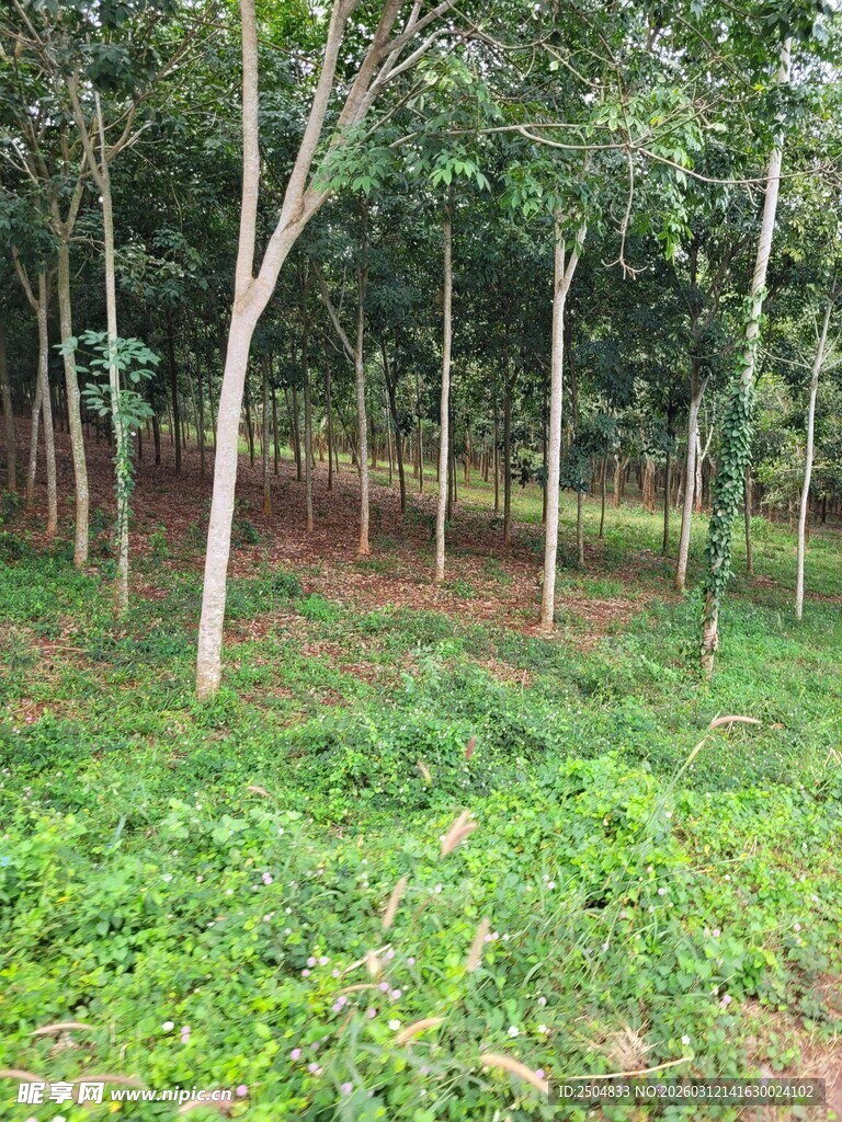 林间绿意盎然的清新景象