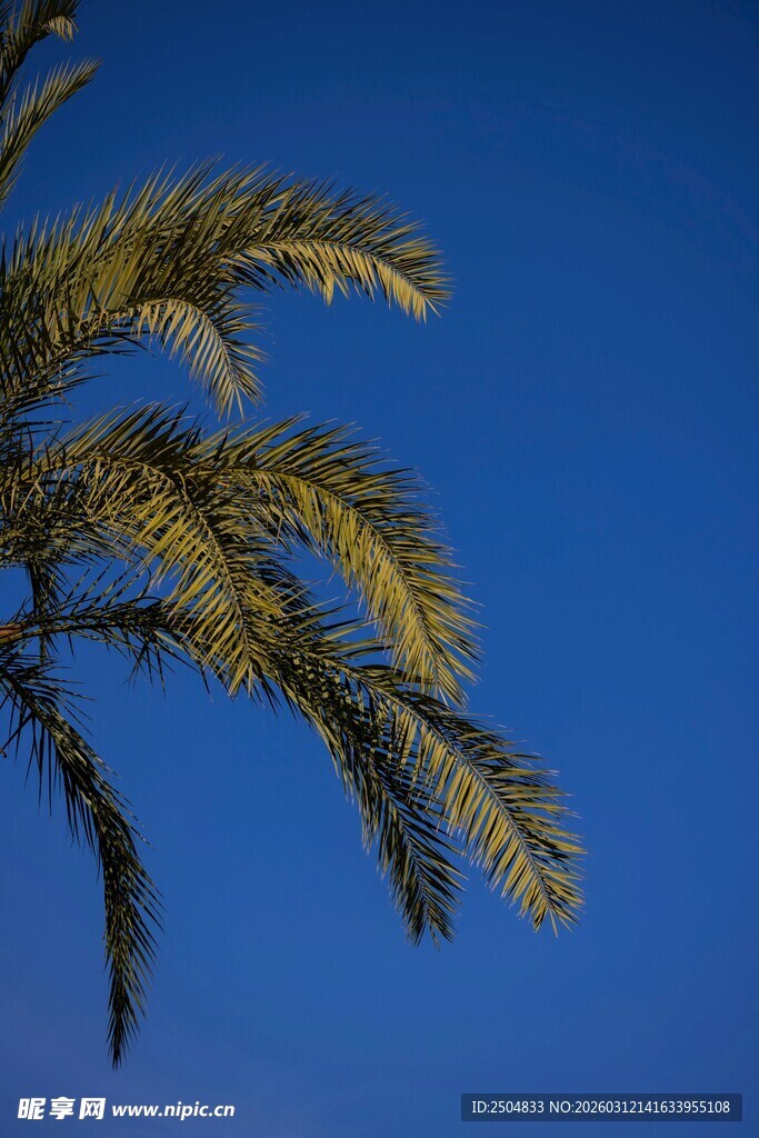 蓝天映衬下的翠绿松枝