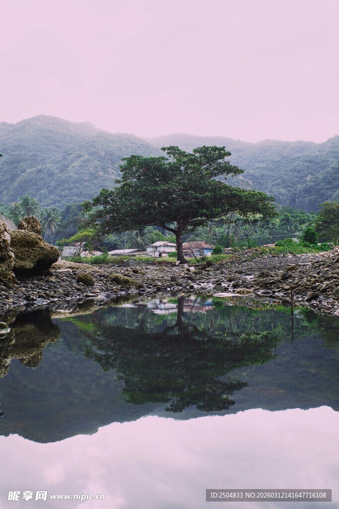 湖畔孤树 山水相映成趣