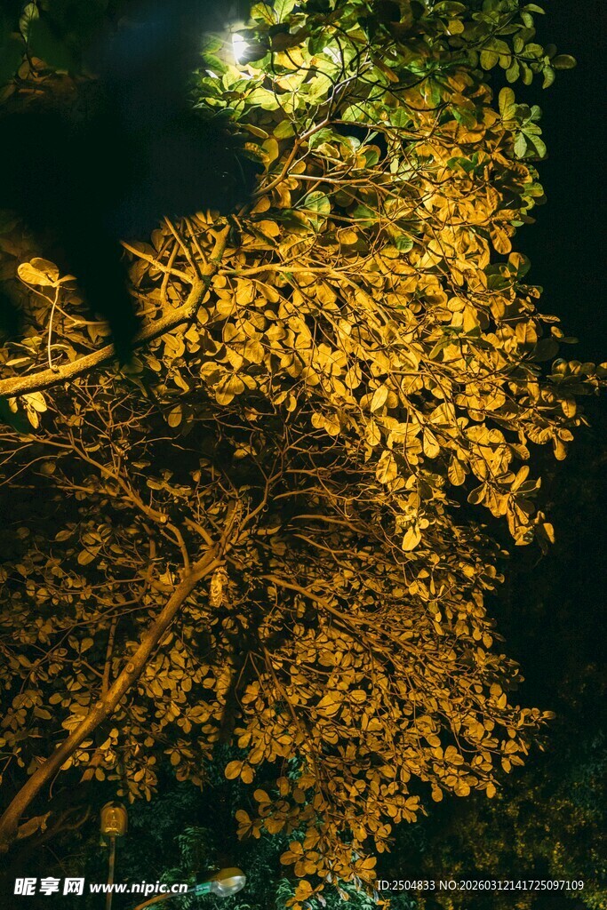 夜晚金黄树叶的静谧景象