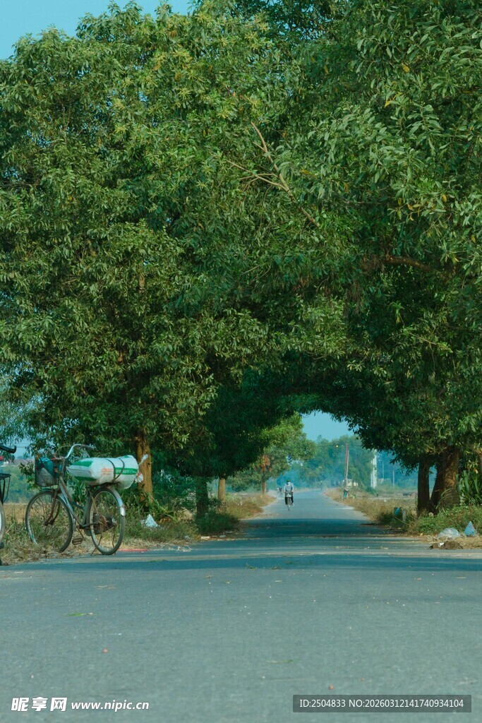 林荫大道 静谧自然之景