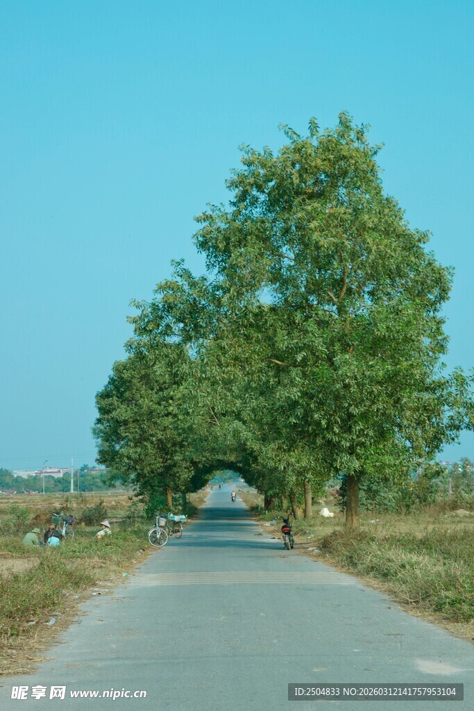 乡间林荫路