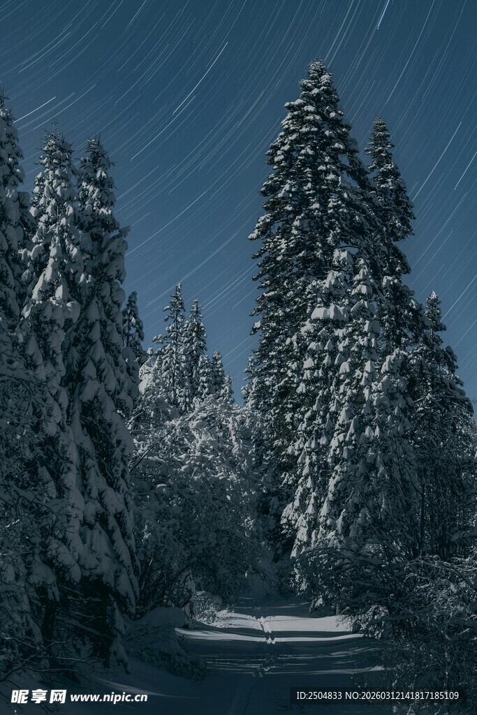 雪覆松林的静谧冬日景象