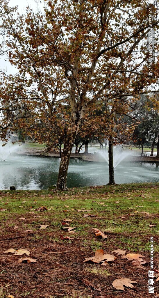 湖畔秋景 落叶树木与湖水