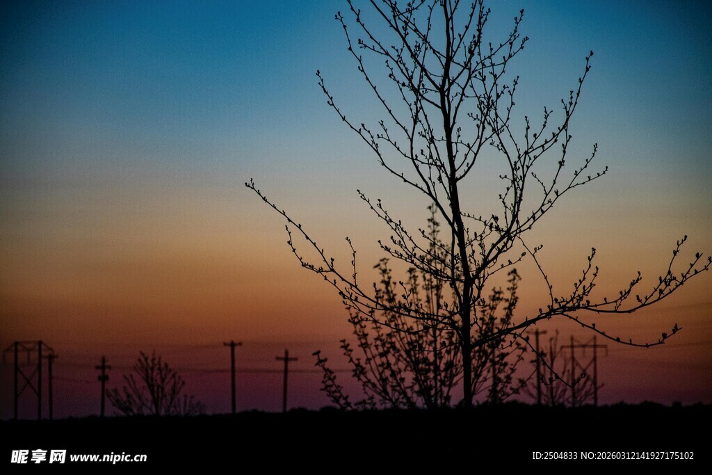 夕阳下的枯树剪影