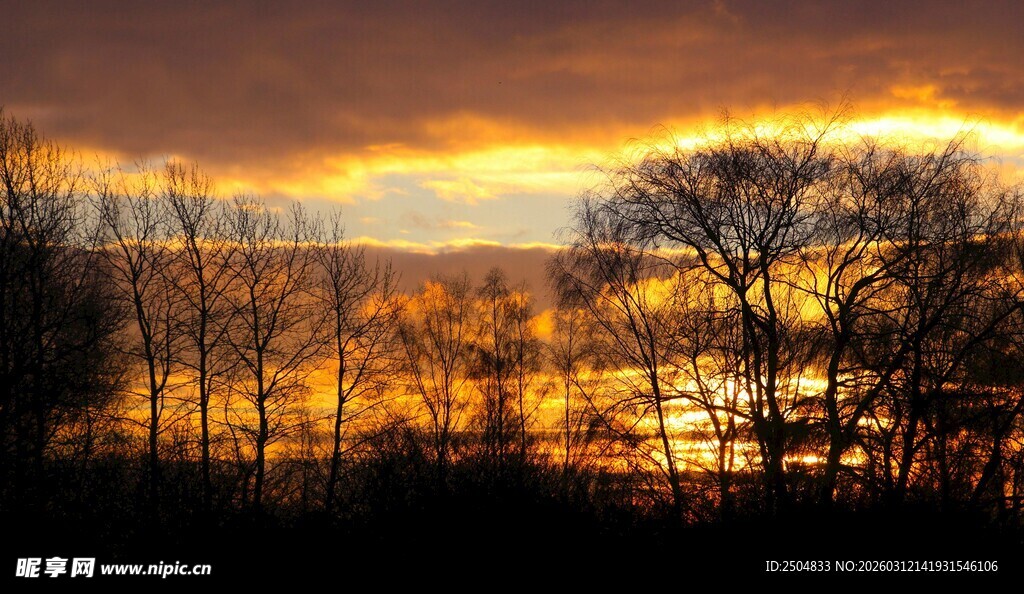夕阳下的树木剪影