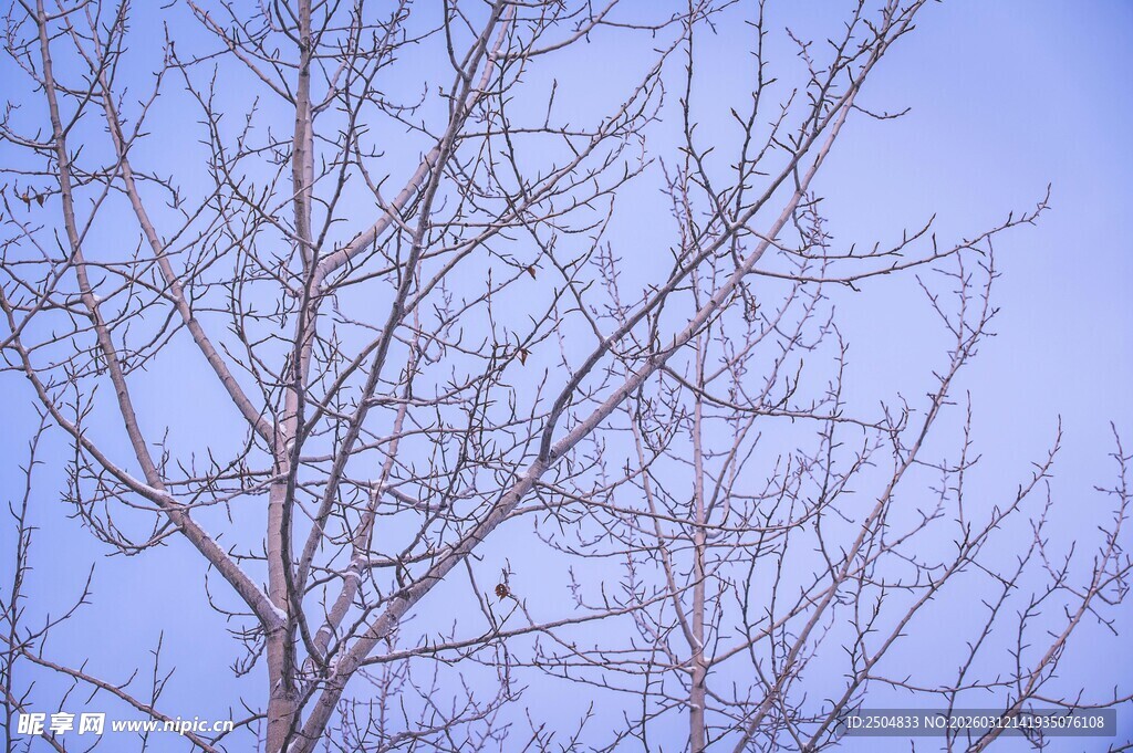 冬日枯树蓝天景象