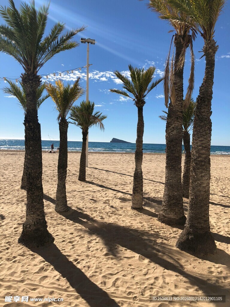 沙滩上的高大棕榈树景观