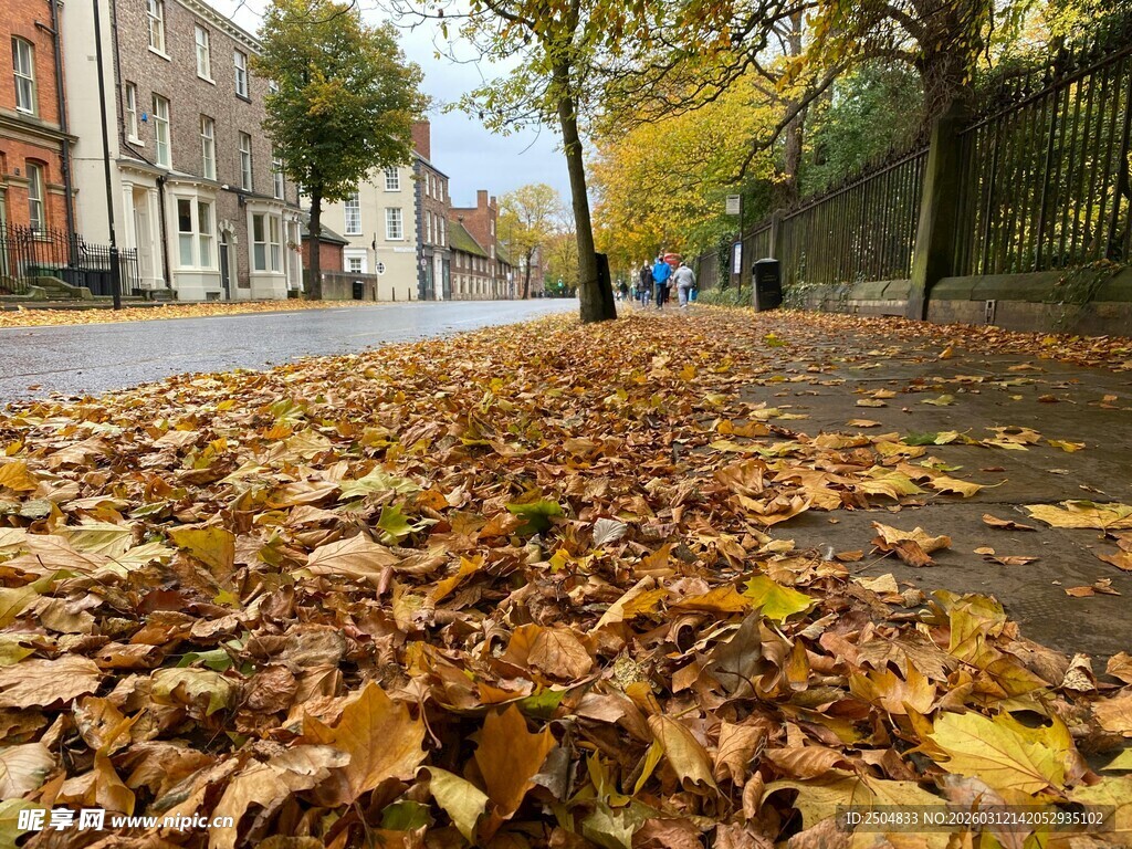 秋日街道落叶美景