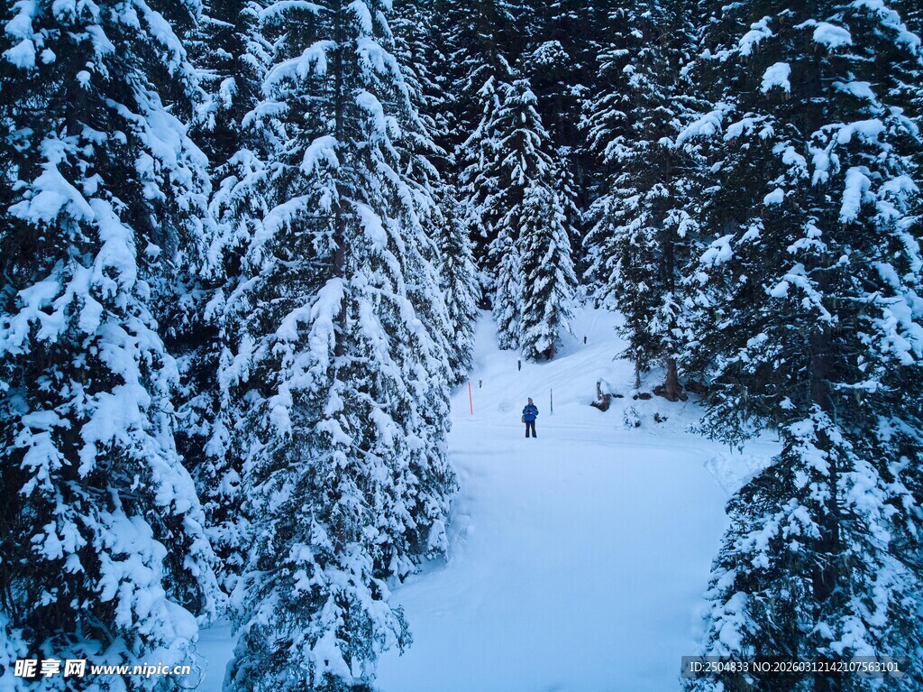 雪林小径上的孤独行者