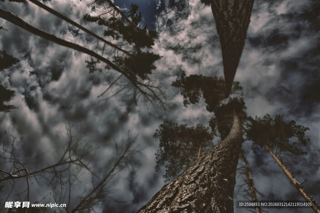 仰视森林中的高大树木