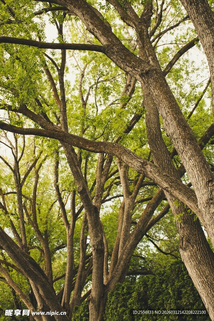 繁茂树枝构成独特景观