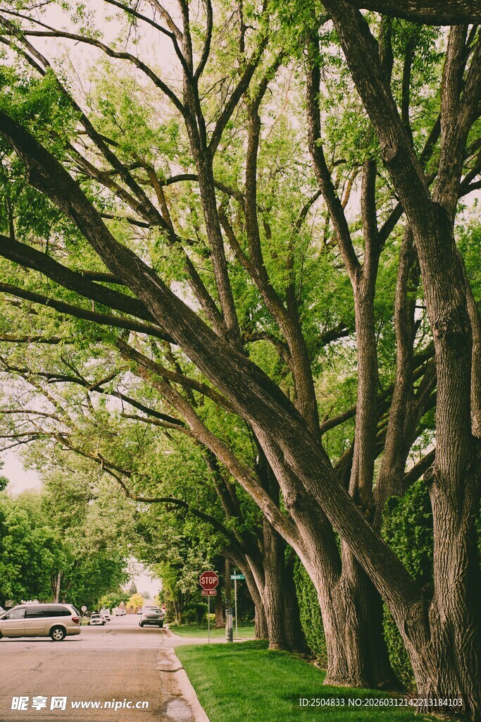 林荫大道绿意盎然