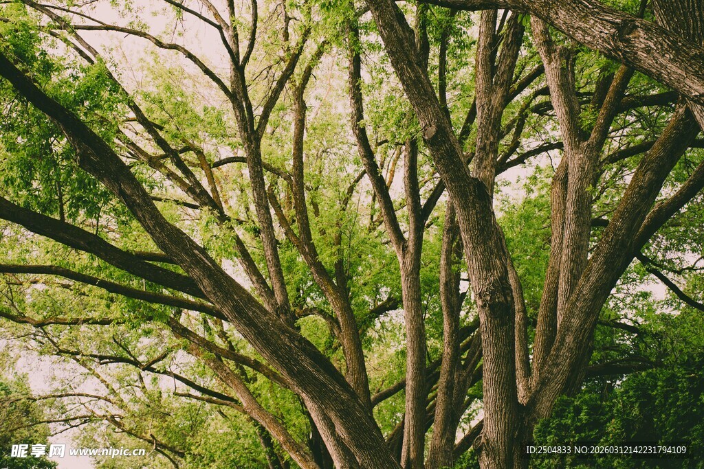 繁茂树林中的交错树枝