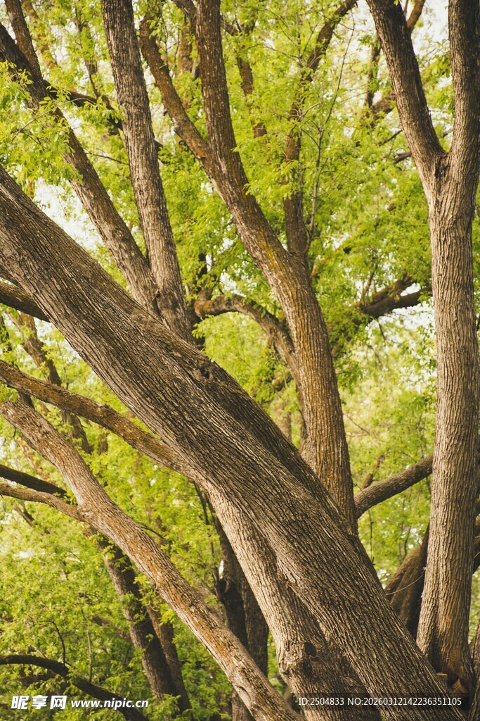 繁茂大树的枝干与绿叶
