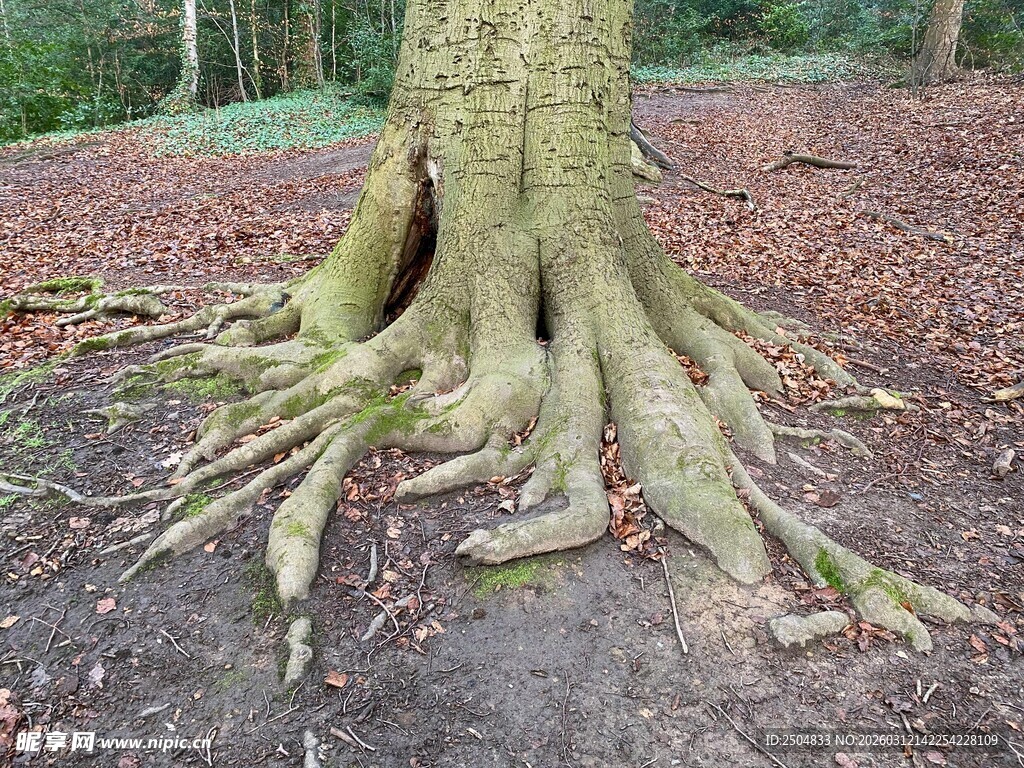 大树盘根错节的发达根系