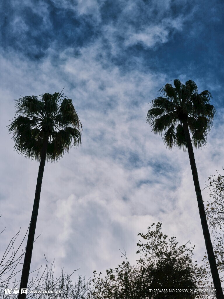 蓝天白云下的两棵棕榈树
