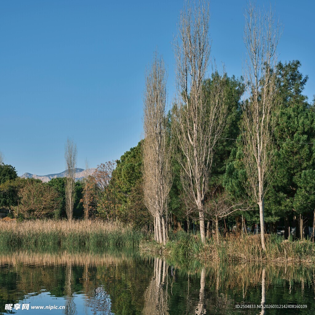 湖畔枯树与倒影的静谧景致