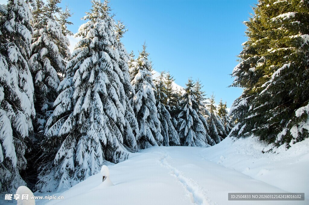 冬日雪覆山林美景
