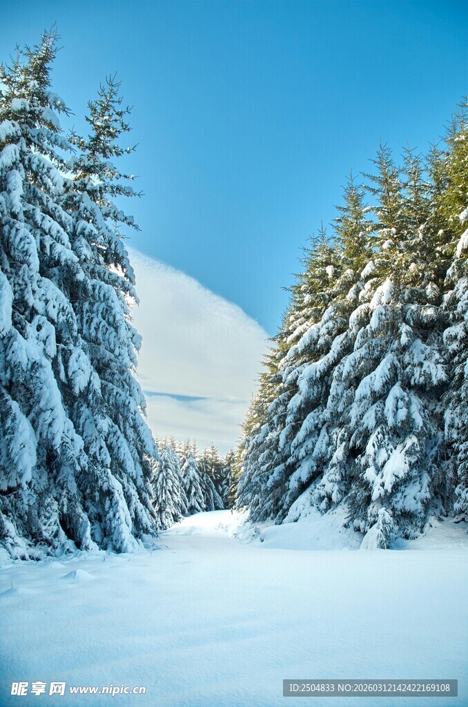 冬日雪景中的雪松景观
