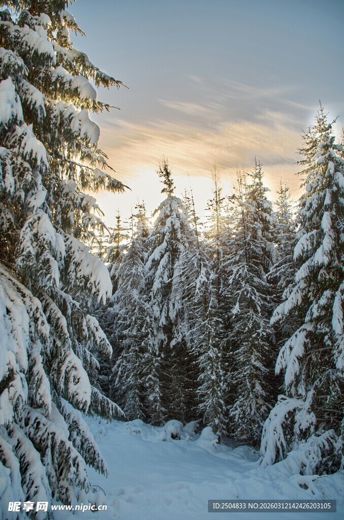 冬日雪覆森林美景