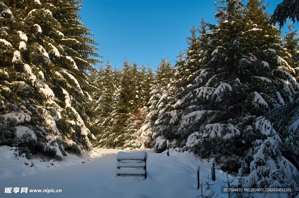 冬日雪覆松林美景