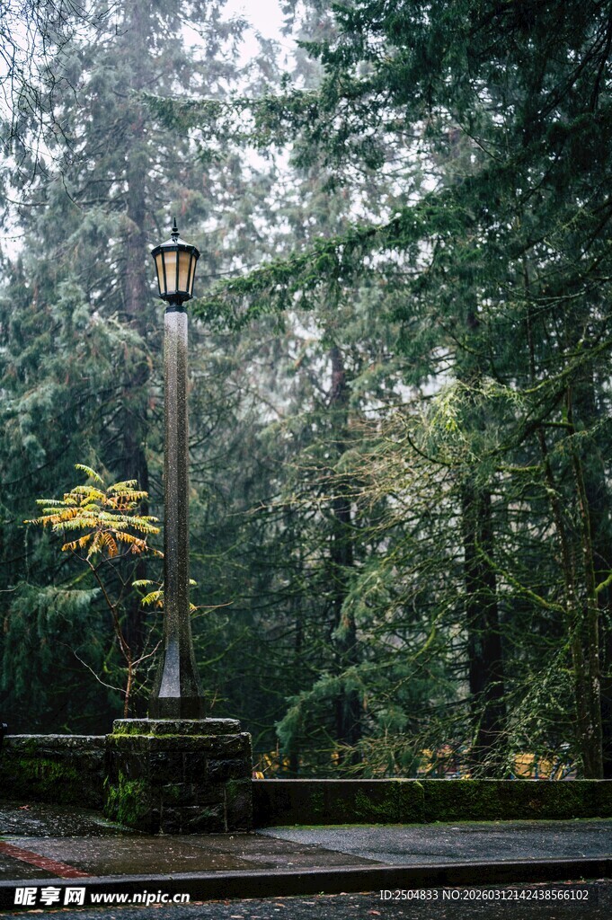 林间路灯 静谧森林景致