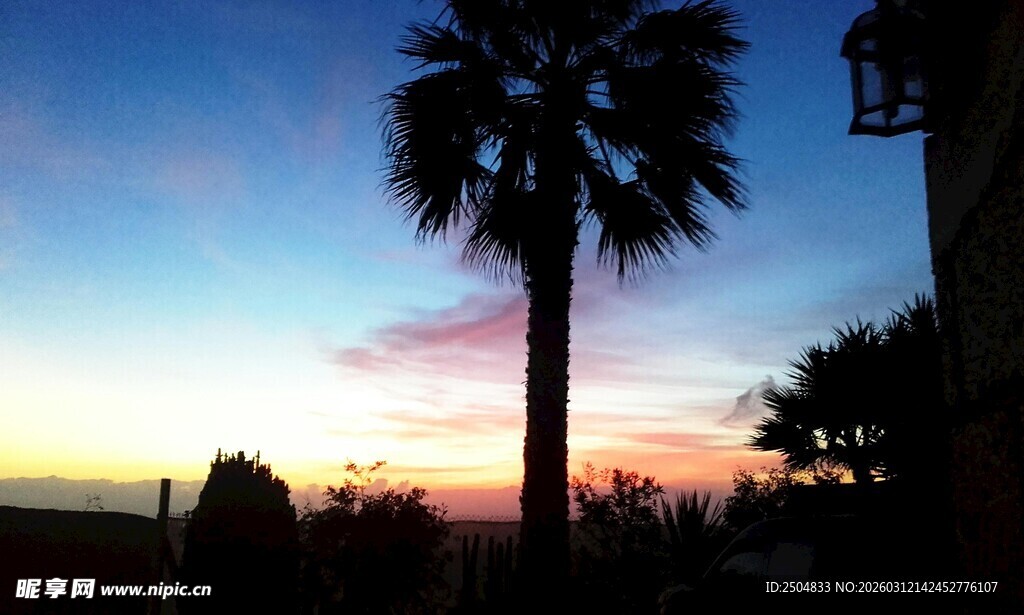 夕阳下的棕榈树风景
