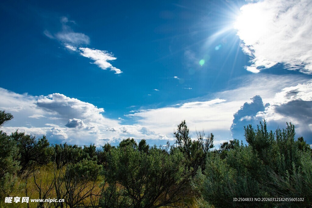 蓝天绿树间的明媚阳光