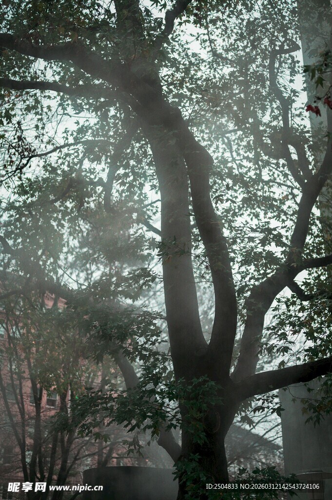 晨光中繁茂的大树