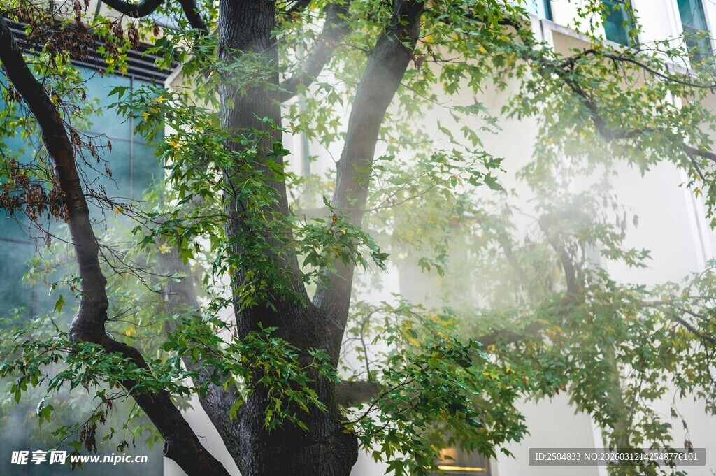 阳光透过树叶洒下的美景