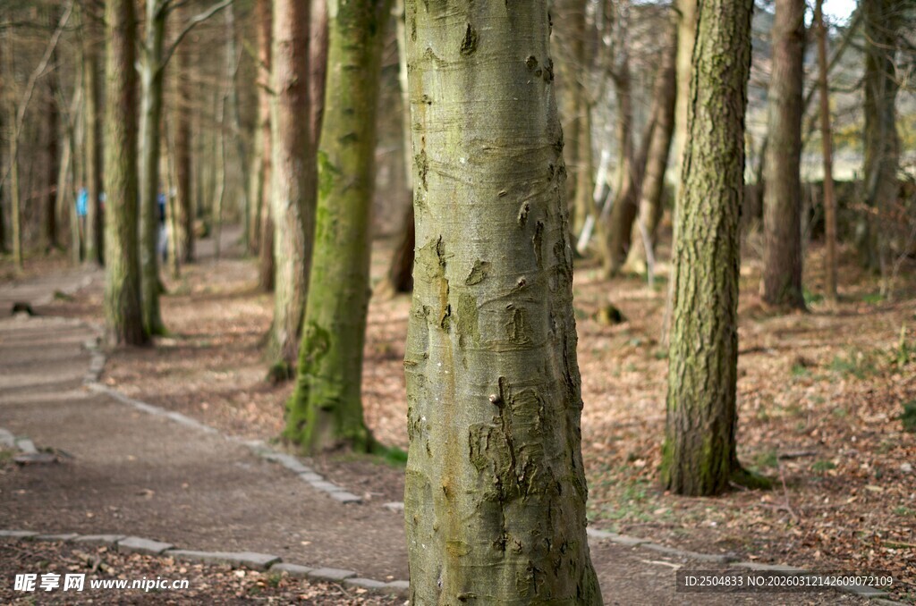 林间幽静小路 树木林立