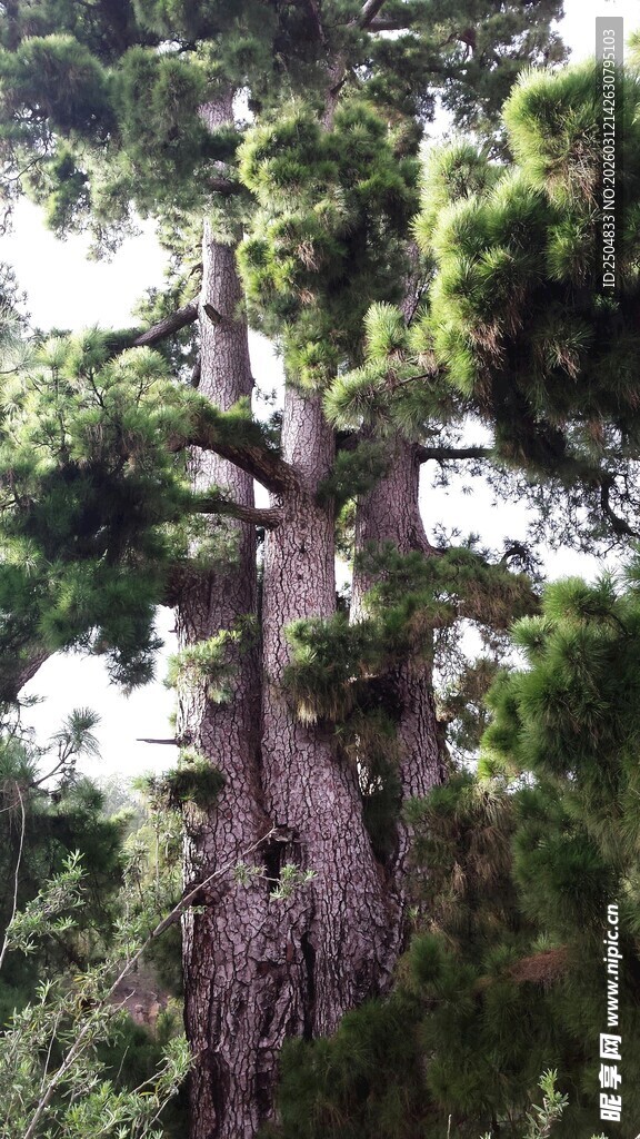 古老苍劲的参天大树