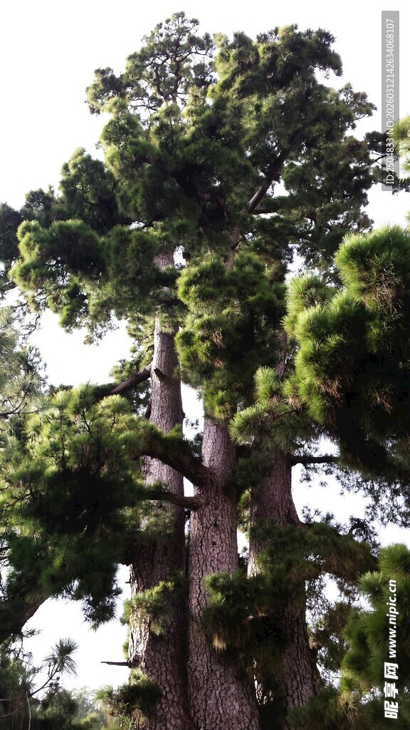 高大繁茂的参天树木