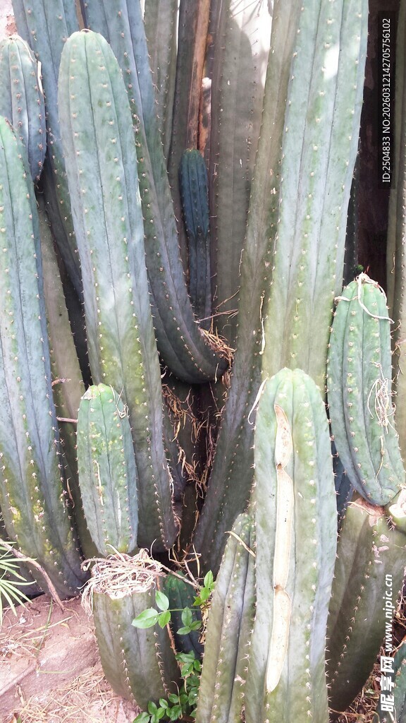 群生仙人掌特写