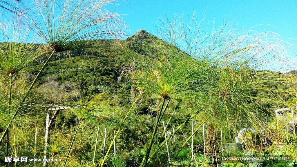 绿意盎然的山野风光