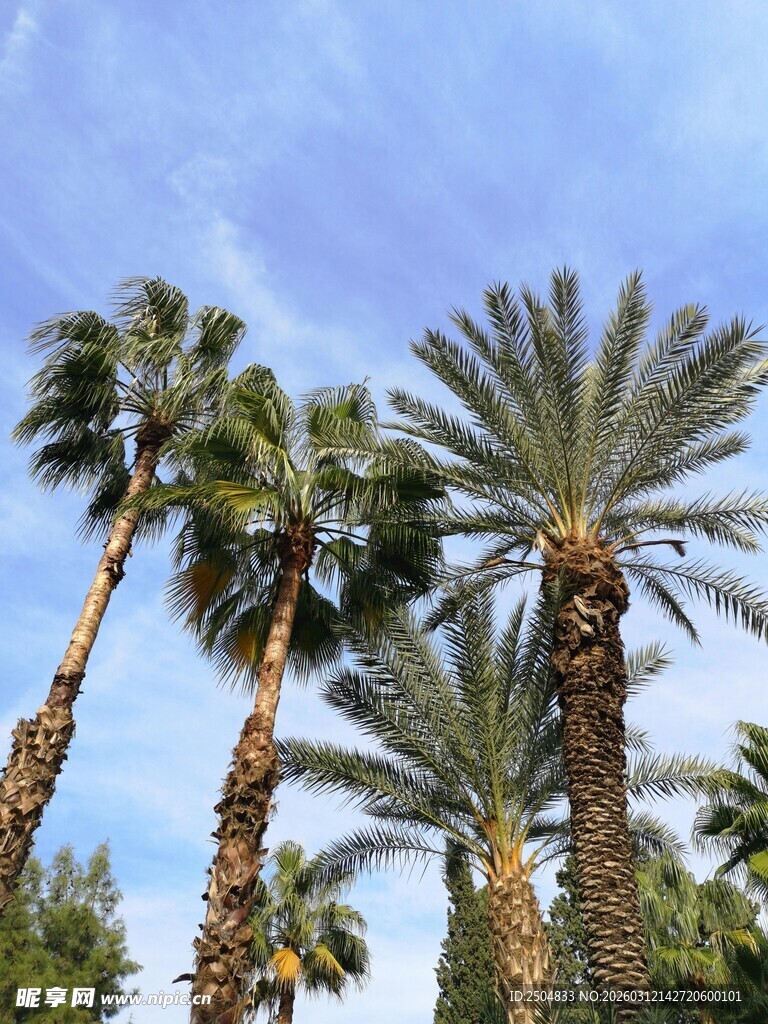 蓝天映衬下的高大棕榈树