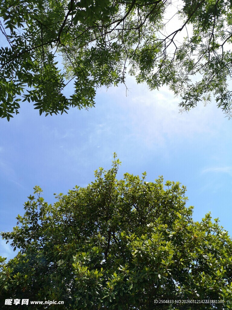 仰望绿树蓝天