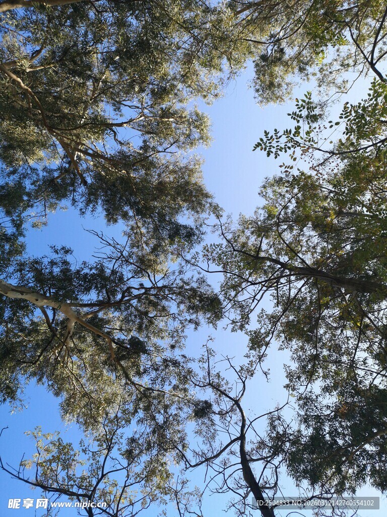 仰望蓝天绿树