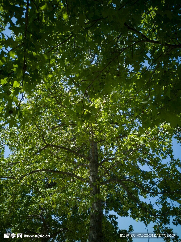 夏日繁茂绿树仰视景象