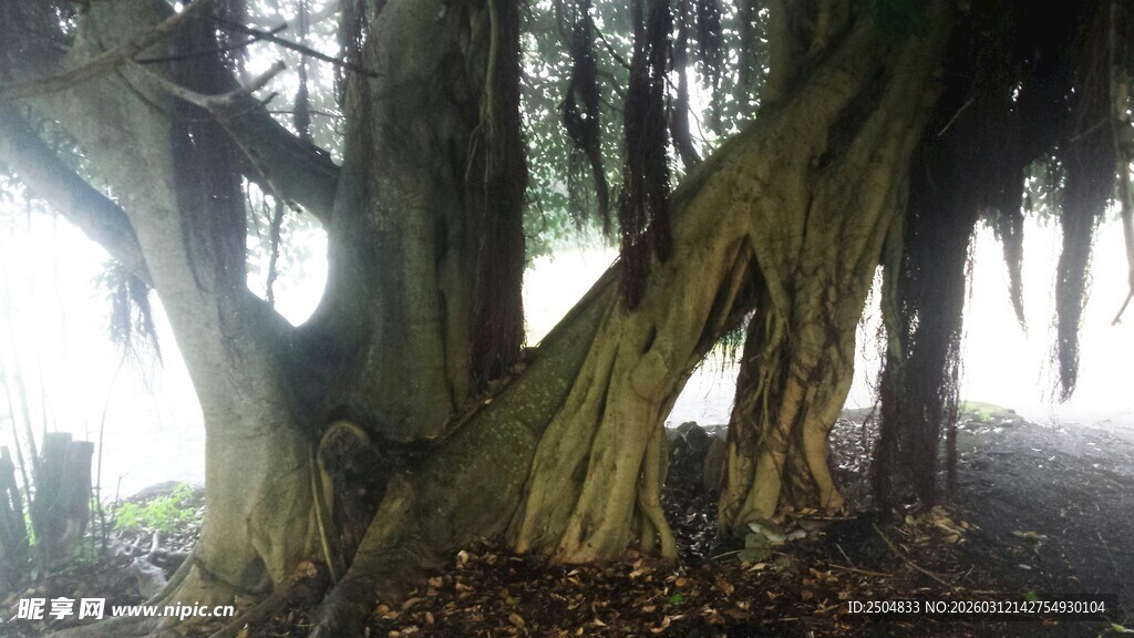 阳光穿透树林的古老树干