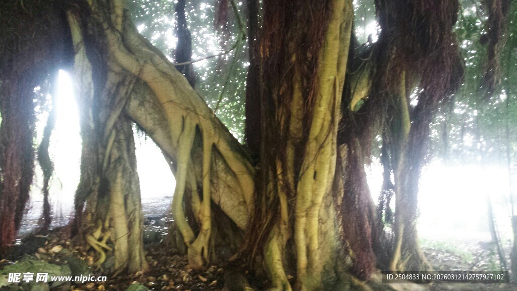 古老盘根错节的参天大树