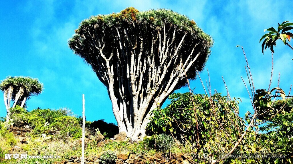 奇特龙血树屹立蓝天之下