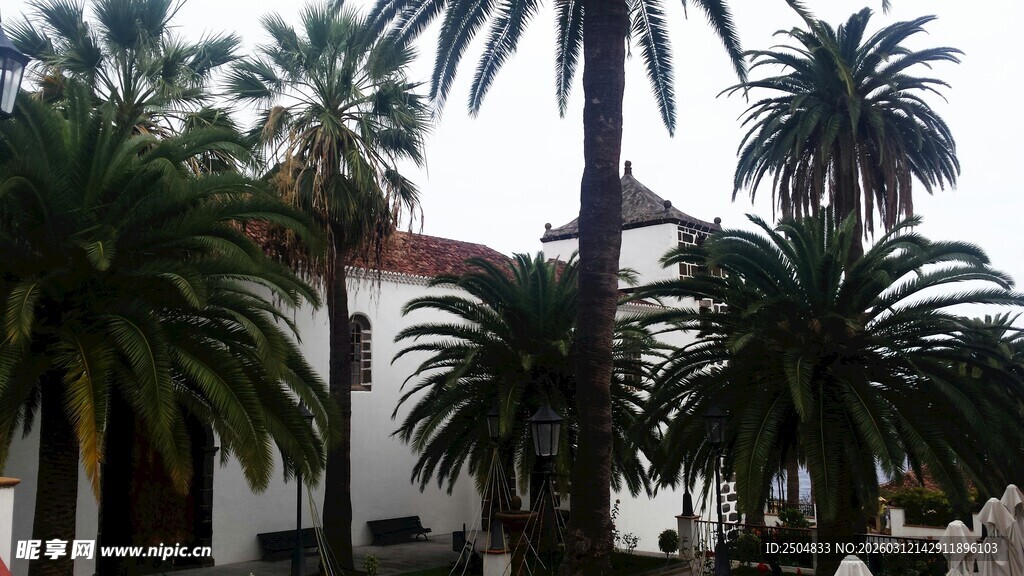 热带风情中的棕榈树景观