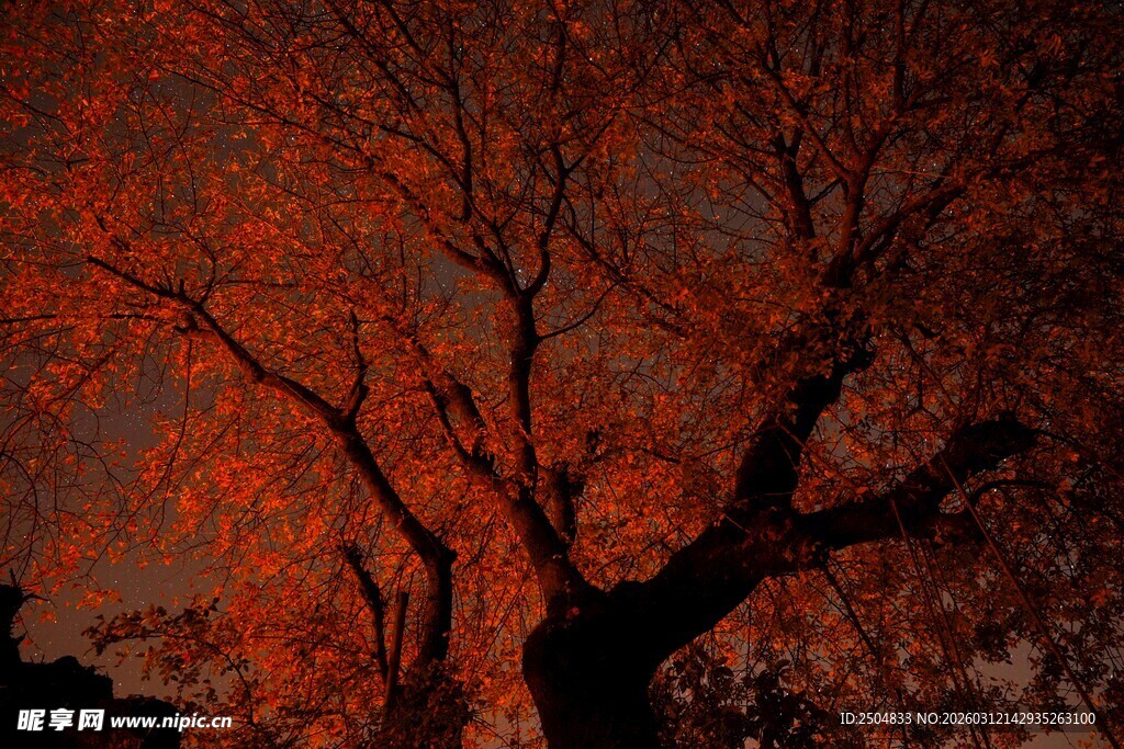 夜幕下的红枫树枝干