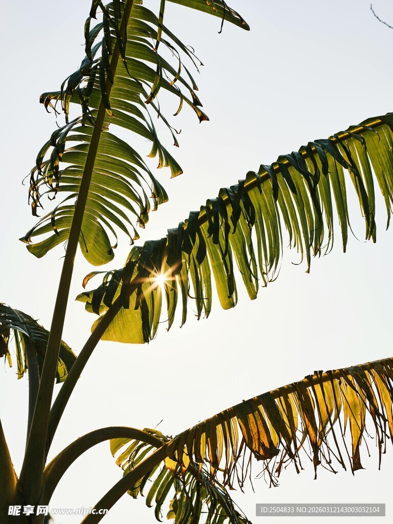 阳光下的芭蕉叶