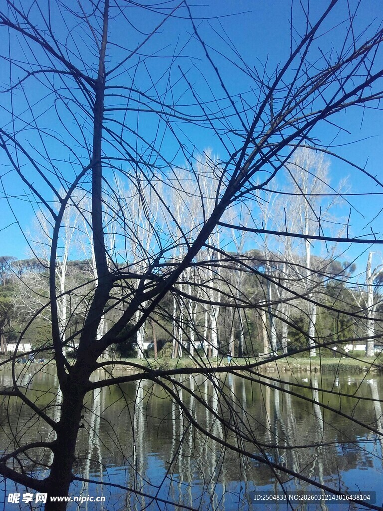 湖畔枯树映蓝天